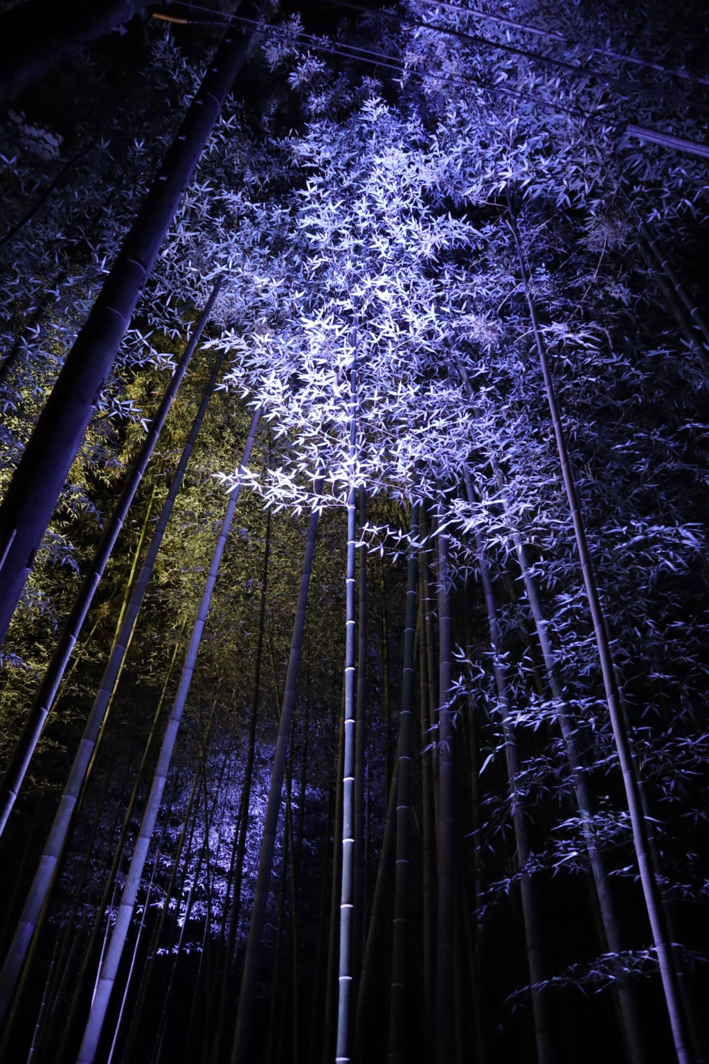 夜の竹林